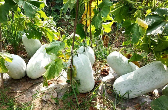 蔬菜種子種植戶客戶點(diǎn)評(píng)-驚訝！炎炎烈日下，小孩大聲喊：“大雪球！大雪球……”怎樣一回事？