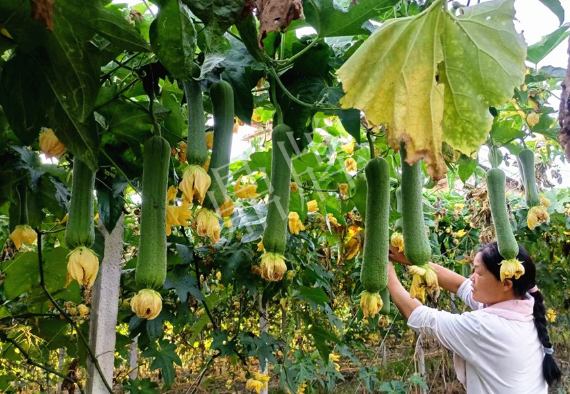 蔬菜種子種植戶客戶點(diǎn)評(píng)-8月，持續(xù)高溫下，這種絲瓜少見，少見！