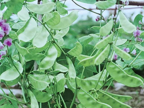 蔬菜種子種植戶客戶點(diǎn)評(píng)-鼎牌幫我度難關(guān)，決心助我大豐收！