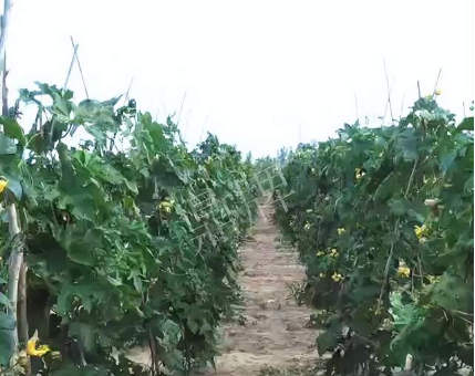 蔬菜種子種植戶客戶點(diǎn)評(píng)-種植這個(gè)品種，獲得高收入，老婆的功勞最大