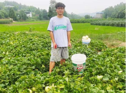 蔬菜種子種植戶客戶點(diǎn)評(píng)-甜瓜新品上市，每個(gè)賣9元，很暢銷！