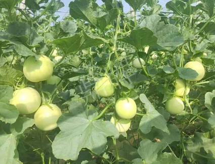 蔬菜種子種植戶客戶點(diǎn)評(píng)-種植這個(gè)新品種，我感到非常滿意！