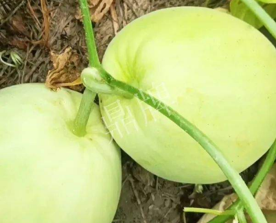 蔬菜種子種植戶客戶點(diǎn)評(píng)-我終于找到滿意的甜瓜品種了！