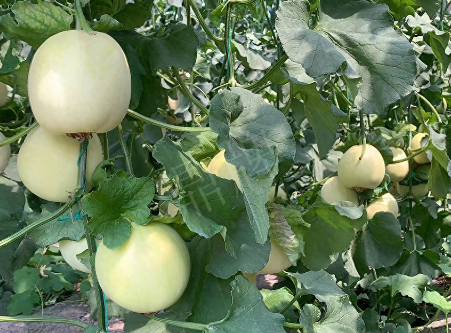 蔬菜種子種植戶客戶點(diǎn)評(píng)-“玉奶香2號(hào)”甜瓜，真的有那么好嗎？