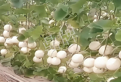 蔬菜種子種植戶客戶點(diǎn)評(píng)-現(xiàn)在的瓜菜價(jià)格不好，但我種植的優(yōu)質(zhì)甜瓜還是有好的收入！
