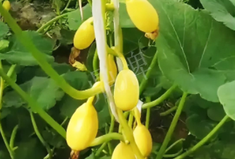 蔬菜種子種植戶客戶點(diǎn)評(píng)-一個(gè)特色品種種植戶的反饋，帶給大家的思考