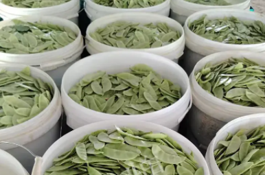 蔬菜種子種植戶客戶點(diǎn)評(píng)-時(shí)隔20年，我再種這個(gè)品種，大家來看看，怎么樣？