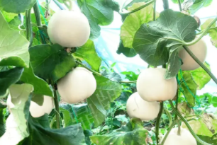 蔬菜種子種植戶客戶點(diǎn)評(píng)-丁老板說：種植這個(gè)品種，獲得了滿意的收入，確實(shí)“爽歪歪”