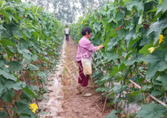 蔬菜種子種植戶客戶點(diǎn)評(píng)-85歲老奶奶，還是種植基地的領(lǐng)頭人，做的怎么樣？一起去看看…