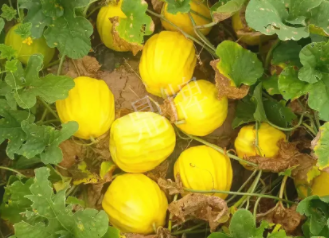 蔬菜種子種植戶客戶點(diǎn)評(píng)-瓜農(nóng)說：“還得是這個(gè)品種?。　?，什么品種讓種植戶如此感慨？