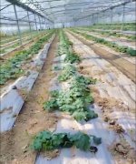 蔬菜種子種植戶客戶點評-三倍體絲瓜到底是斷頭好？還是不斷頭好？看看這位老板的做法……