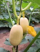 蔬菜種子種植戶客戶點評-瓜菜價格不好，太卷了！看一位種植大戶穩(wěn)穩(wěn)賺錢的經(jīng)驗…