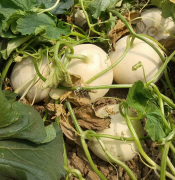 蔬菜種子種植戶客戶點評-我種植的這個品種，稱得上“白馬王子”，與大家分享！