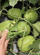 蔬菜種子種植戶客戶點評-瓜商喜歡、消費者喜歡，這個品種就好銷售！