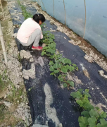 蔬菜種子種植戶客戶點評-我想要一個抗高溫又品質(zhì)優(yōu)良的甜瓜品種，終于找到了！