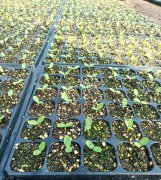 蔬菜種子種植戶客戶點(diǎn)評(píng)-高溫+病毒，雙重暴擊！今年種植這個(gè)品種能賺錢(qián)嗎？